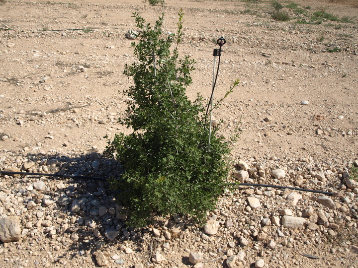 Evaluación del cultivo de la trufa sobre diversas especies forestales en el altiplano