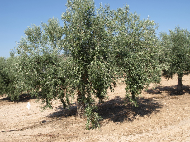 Demostración del comportamiento agronómico y aptitud calidad del aceite de diversas variedades de olivo