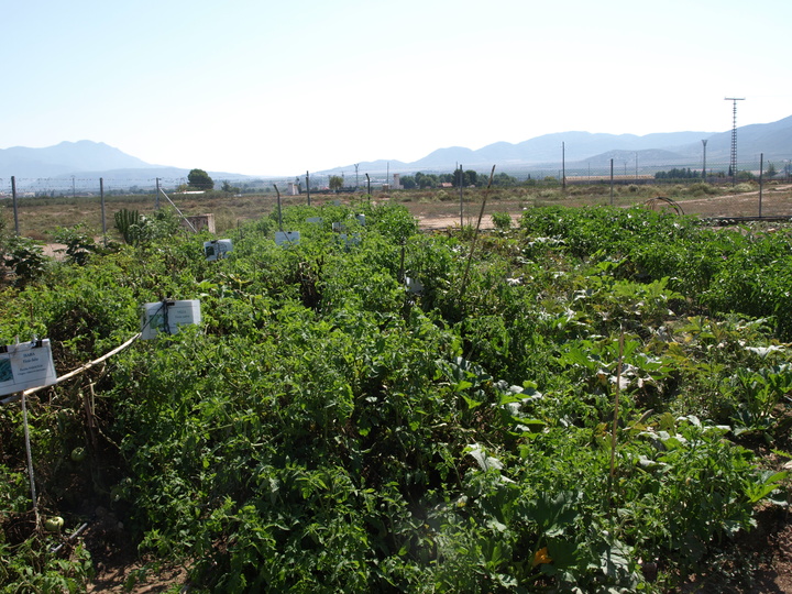 Zona de cultivo 3b