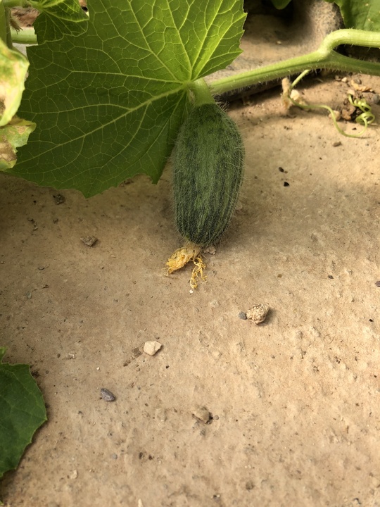 Melón hidroponico 24-10-18 (1)