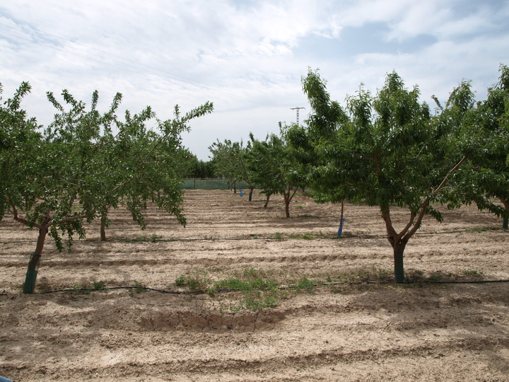 Parcela 10 Almendro