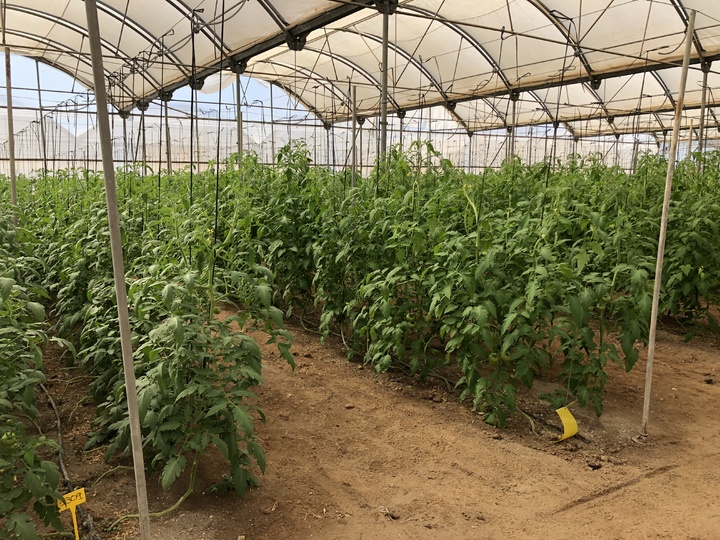 Tomate kabrera 24-10-18 (5)