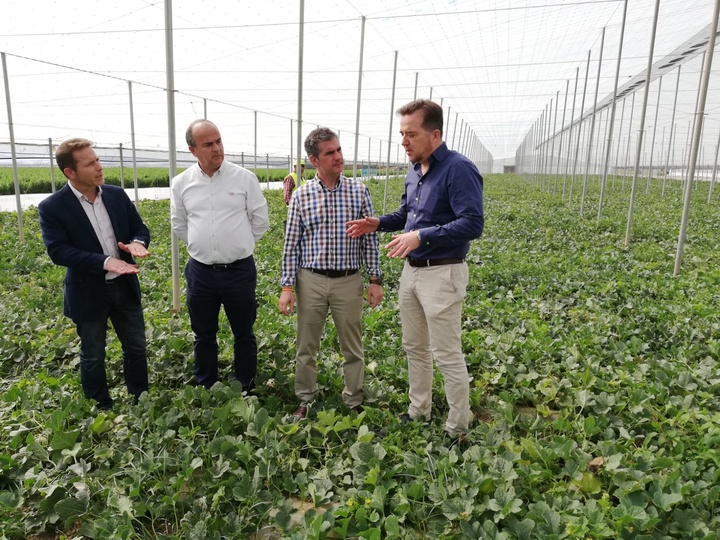 Del Amor visita uno de los invernaderos de la empresa Cano Nature junto al director general de Agricultura, el alcalde de Torre Pacheco y el gerente de la firma