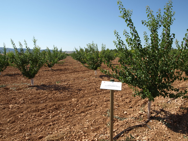 2 3er año de cultivo de las variedades de albaricoque (2016)