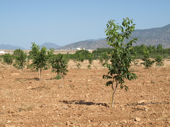 2 Cultivo del nogal joven (2015)