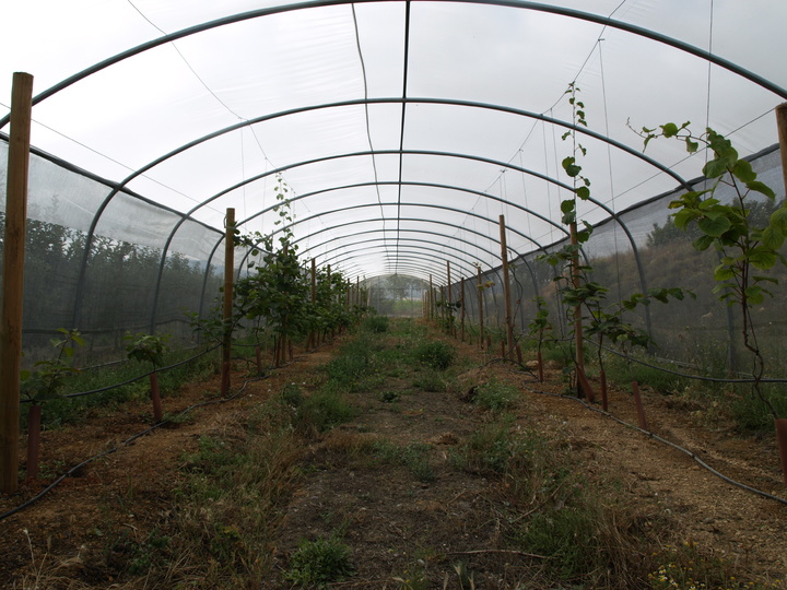 3  Cultivo de kiwi interior túnel de sombreo cultivo (2018)
