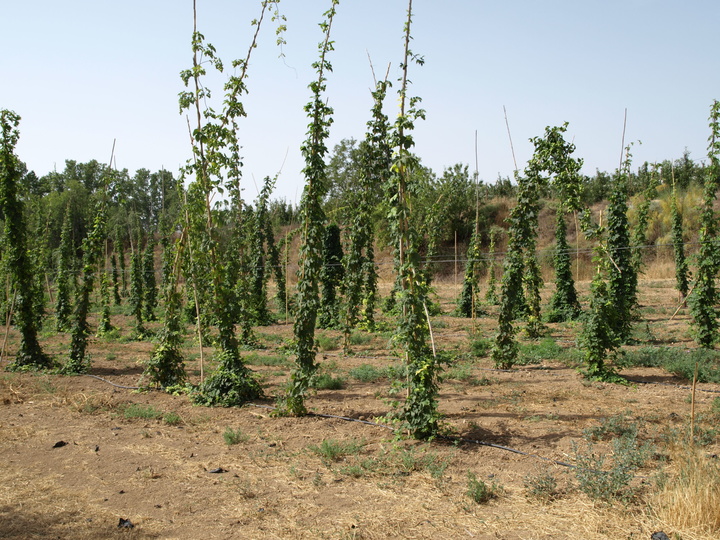 2 Cultivo de lúpulo agosto (2018)