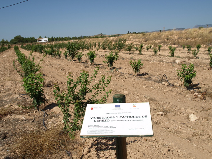 3 3er año de cultivo de las variedades de cerezo (2016)