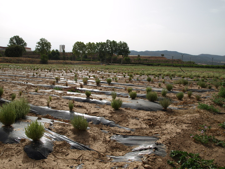 1 Cultivo de tomillo y mejorana (2018)