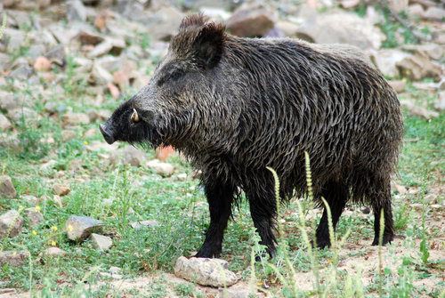 Un ejemplar de jabalí, especie cuya población ha crecido en la Región hasta situarse en torno a los 24.000 ejemplares