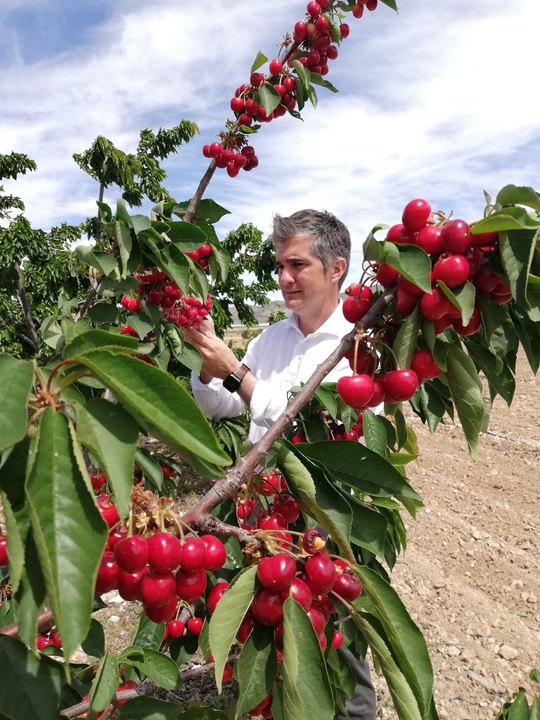 El consejero Miguel Ángel del Amor durante su visita a las plantaciones de cerezo en la finca 'La Maestra', en Jumilla (y 2)