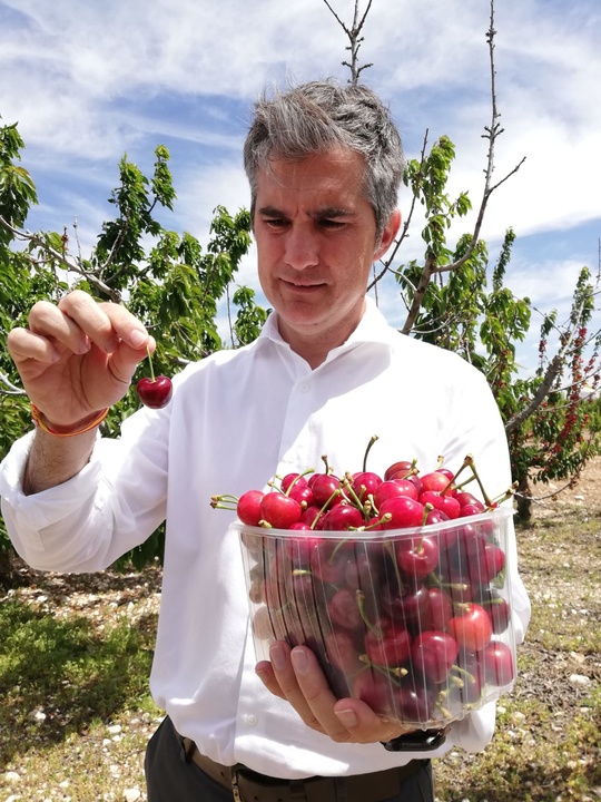 El consejero Miguel Ángel del Amor durante su visita a las plantaciones de cerezo en la finca 'La Maestra', en Jumilla