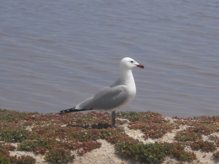 Gaviota de Audouin
