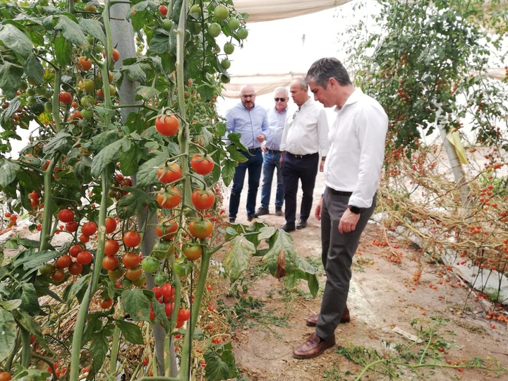 Del Amor, junto al director general de Agricultura y los dueños de la empresa 'Ecotomate', conocen otro tipo de variedades que cultivan como el Cherry