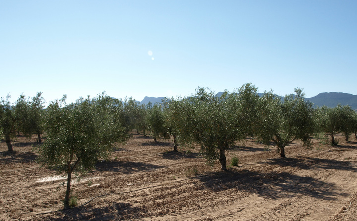Variedades de olivo plantas en el Centro de Demostración Agraria 'La Maestra'