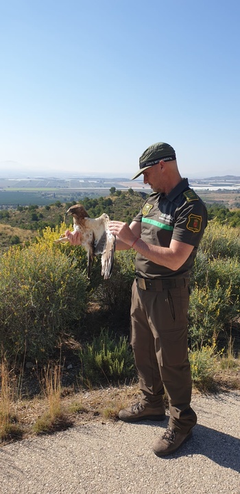 Un agente medioambiental, en el momento de liberar al ejemplar de águila calzada