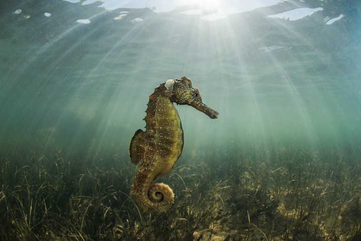 El libro 'El Mar Menor. Una laguna mágica' contiene más de 160 fotografías en las que se ven las especies de flora y fauna emblemáticas de la laguna como este caballito de mar