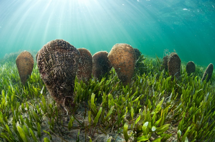 Una colonia de nacras, un molusco de gran tamaño que ha desaparecido prácticamente del Mediterráneo y que abunda en el Mar Menor. Autor: Javier Murcia
