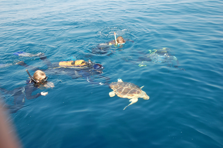 Una jornada divulga la campaña de voluntariado para la protección de tortugas marinas en la Región