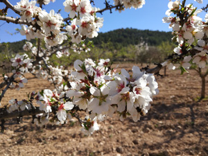 Almendro