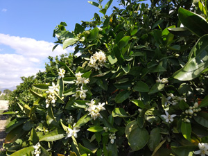 Publicaciones y otra documentación informativa