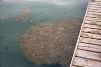 Medusas en el Mar Menor