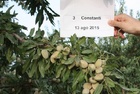 Fruto en árbol de la variedad Constantí