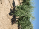 Cornicabra de Toledo (1)
