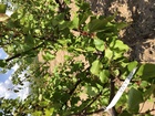 Murciana