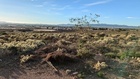 Imagen de la zona antes del inicio de los trabajos de eliminación de la especie exótica Invasora Cylindropuntia tunicata en el municipio de Totan...