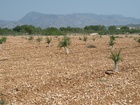 1er año de cultivo de las variedades de almendro tardío