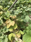 Melón hidroponico 24-10-18 (16)