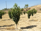 2 2º año de cultivo de caqui (2015)