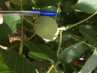 5 Detalle de fruto del nogal (2018)