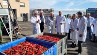 El consejero Antonio Luengo, durante su visita a una empresa productora y exportadora de pimentón en Totana.