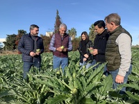 El consejero de Agricultura, Antonio Luengo, visitó una explotación de alcachofa en San Javier.