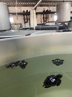 Algunas de las tortugas, nadando en uno de los tanques con circuito de agua de mar.