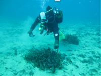 Manchas de Posidonia oceanica originadas de trasplante de plántulas germinadas