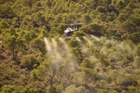 El helicóptero contratado por la Comunidad Autónoma pulveriza una de las zonas más afectadas en la Región el pasado año (El Valle) (2)