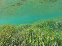 Posidonia oceanica del Mediterráneo en la costa de la Región de Murcia
