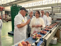 Imagen de la consejera Sara Rubira en la cooperativa La Vega de Cieza donde se trabaja en la campaña de fruta de hueso 