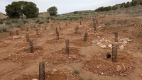 Imagen de la zona tras la realización de los trabajos de eliminación de la especie exótica Invasora Cylindropuntia tunicata en el municipio de To...