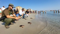 El consejero de Medio Ambiente, Universidades, Investigación y Mar Menor, Juan María Vázquez, participa en la liberación de ejemplares de tortuga...