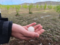 (Imagen de archivo) Granizada en campos de cultivo de la Regi&oacute;n de Murcia.