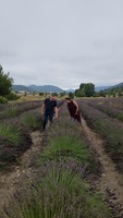 La consejera Sara Rubira junto al alcalde de Moratalla en un campo de Lavand&iacute;n