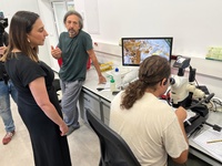 Imagen de la consejera de Agua, Agricultura, Ganader&iacute;a y Pesca, Sara Rubira, en el laboratorio del IMIDA en el que se investigan t&eacute;cnicas para combatir...