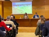 Imagen de la consejera, Sara Rubira, durante la reuni&oacute;n de la Mesa de Sanidad Vegetal.&nbsp;