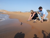 Casi 300 tortugas bobas han sido liberadas en la costa de la Regi&oacute;n de Murcia desde 2010
