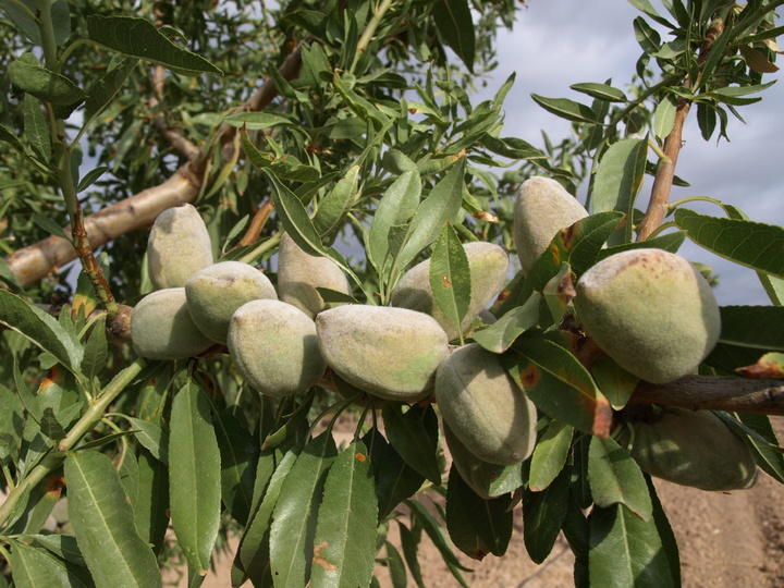 Variedad ferraduel