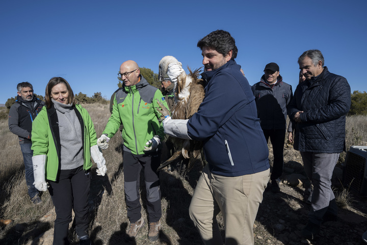 López Miras libera dos ejemplares de buitre leonado en la sierra caravaqueña de Mojantes (2)